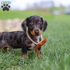 Leo, Dachshund Puppy